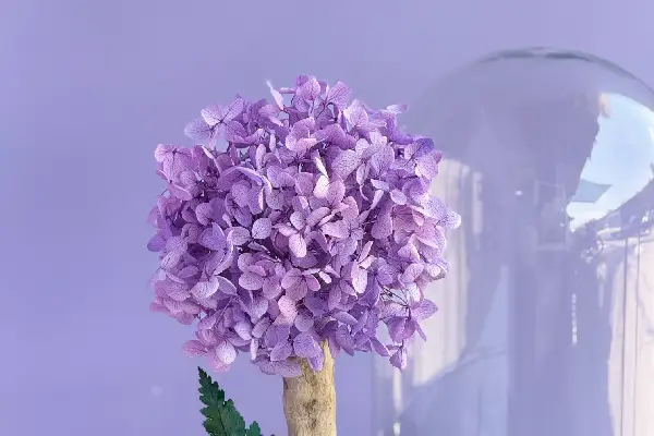 درختچه هورتانسیا یاسی