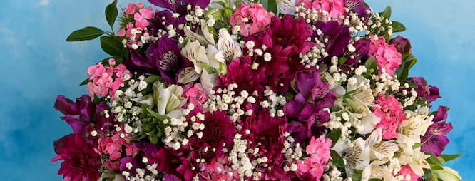 باکس گل آلستر