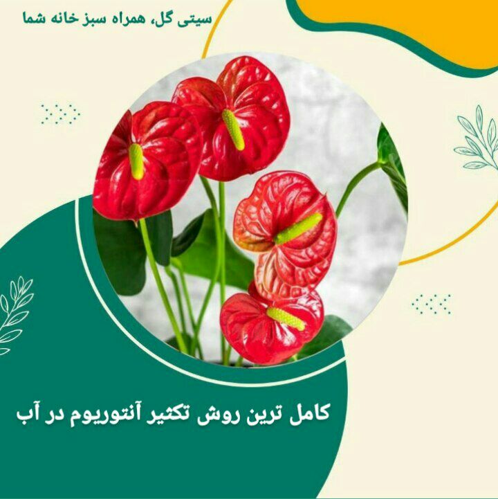 رشد آنتوریوم در آب