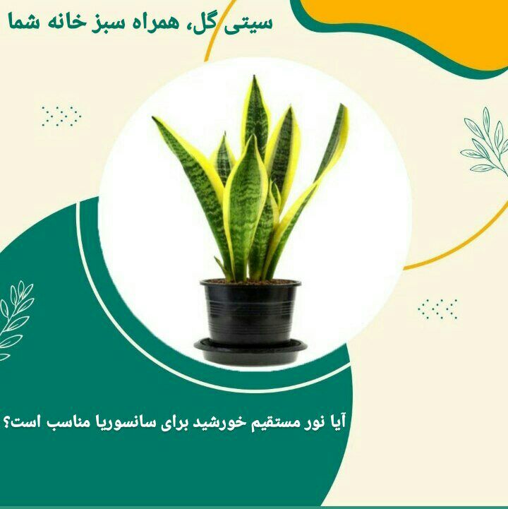 آیا گیاه سانسوریا به نور مستقیم خورشید نیاز دارد؟