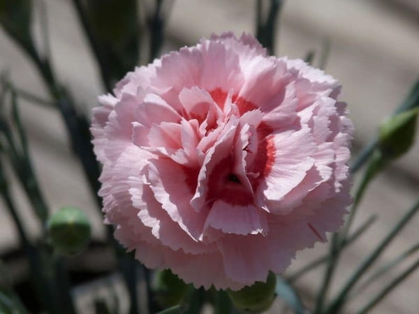 گل میخک درشت