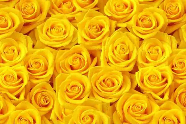 گل رز زرد