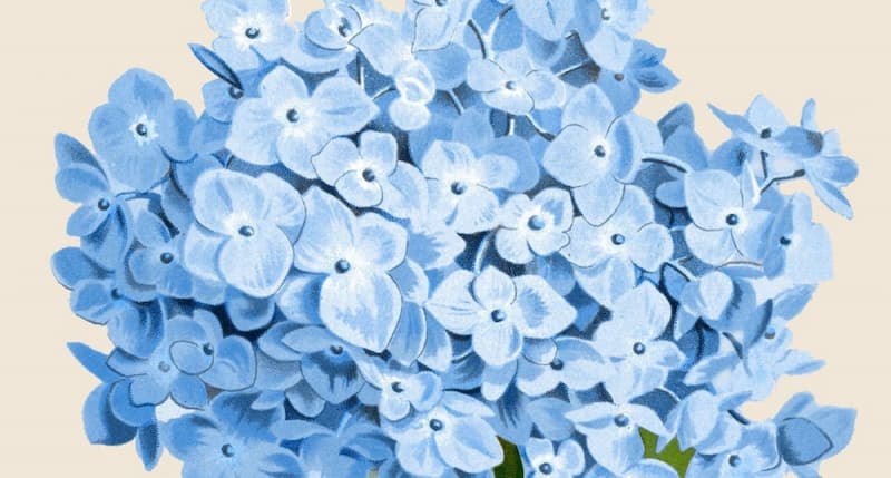 نماد گل هورتانسیا آبی