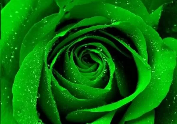 گل رز سبز نماد چیست