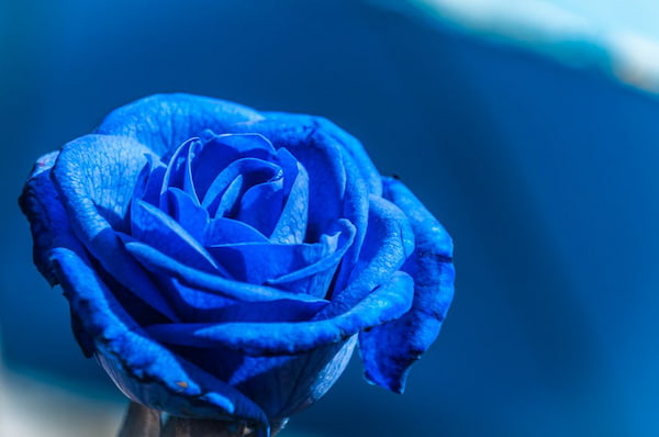 گل رز آبی