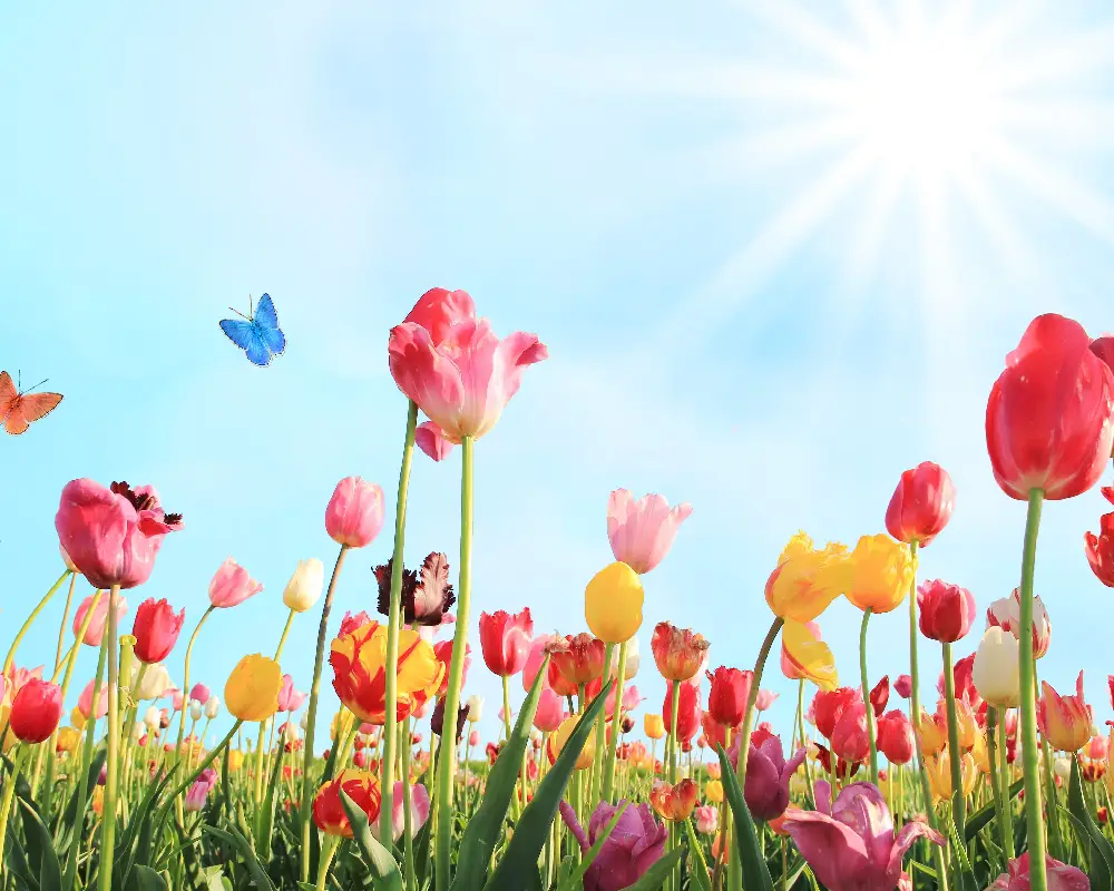اسامی گلهای بهاری با عکس