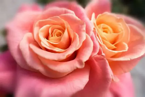 نماد گل رز سالمون