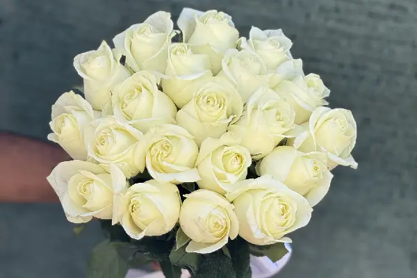 گل رز سفید هلندی