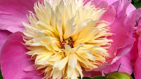کاسه زیبایی