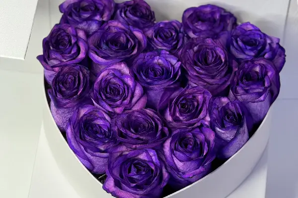 رز بنفش