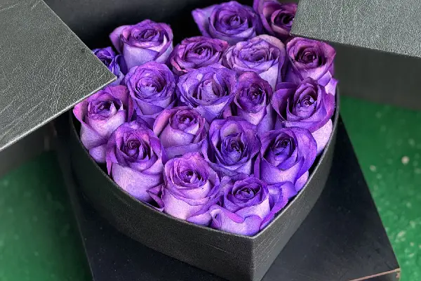 رز بنفش با روبان