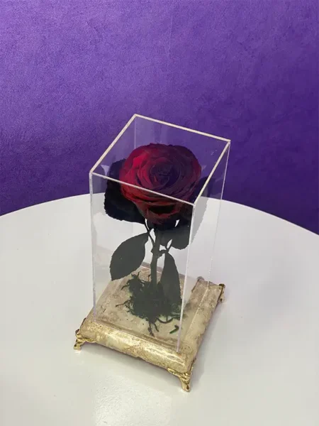 رز جاودان قرمز مشکی
