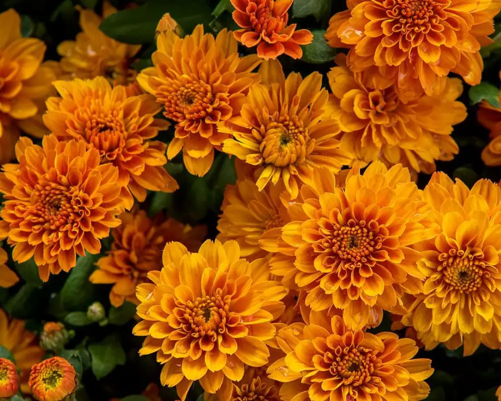 گل متولدین آبان