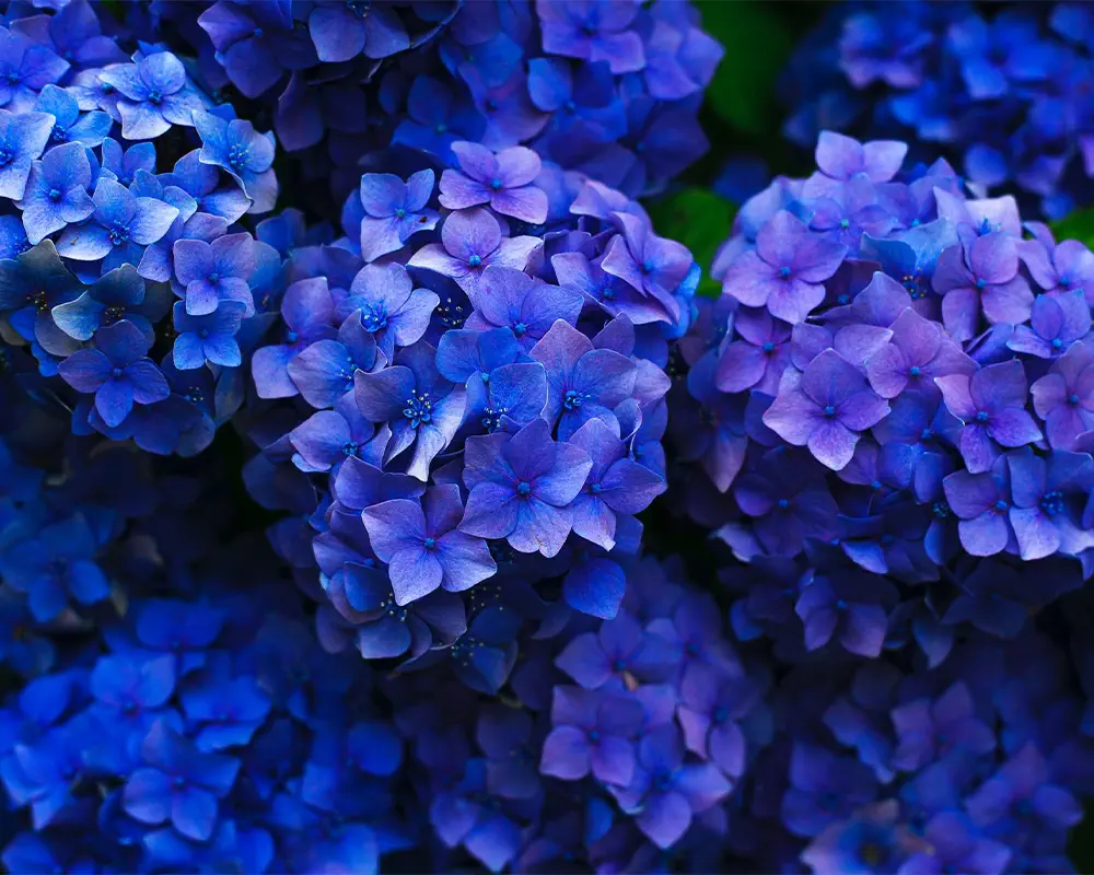 گل ادریسی نماد چیست