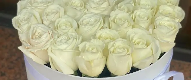 جعبه گل رز سفید