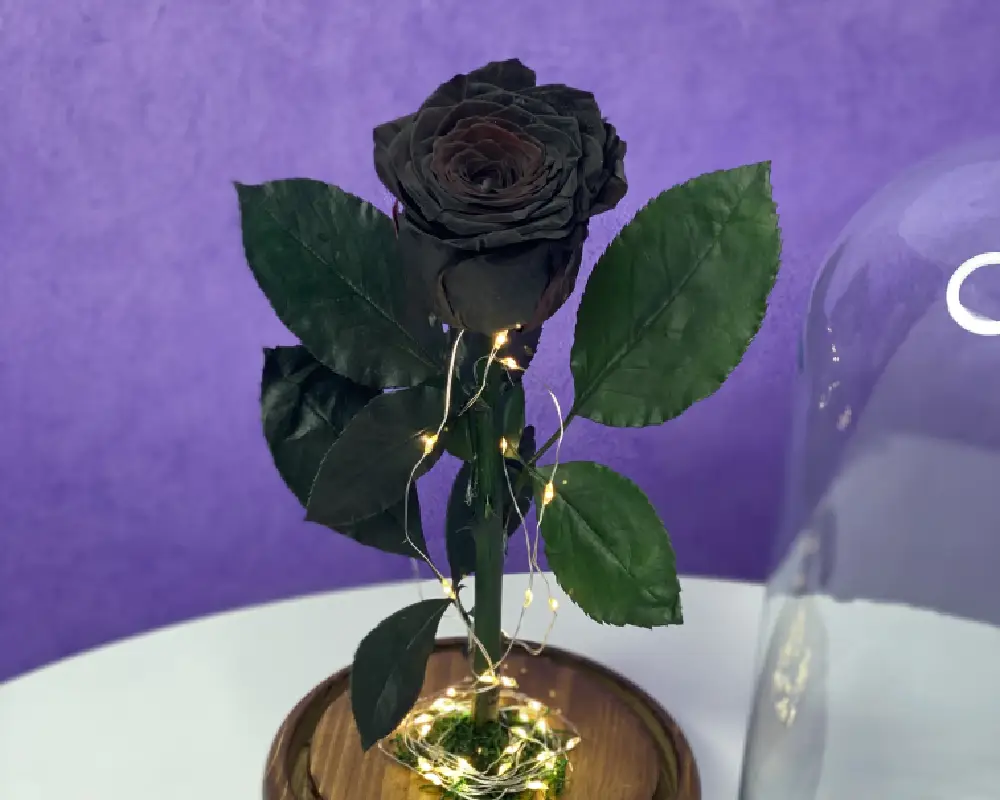 گل رز مشکی