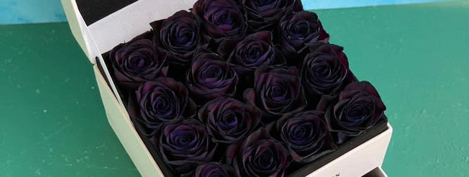 گل رز مشکی