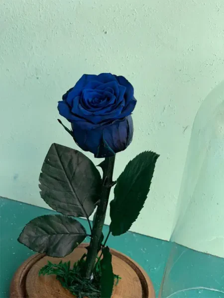 باکس رز جاودان ابی
