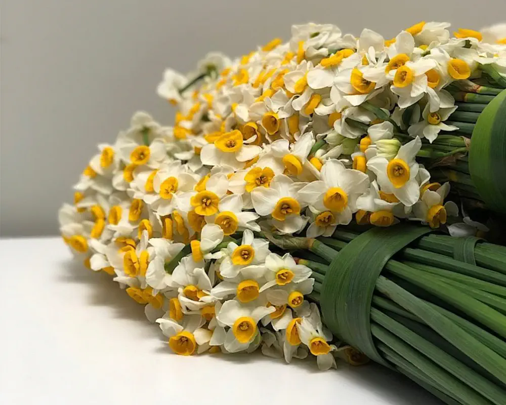 گل متولدین ماه اسفند