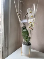 خرید اینترنتی ارکیده