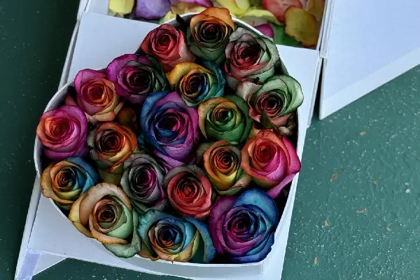 گل رز رنگی