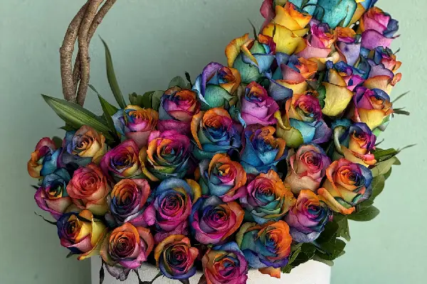 گل رز هفت رنگ طبیعی