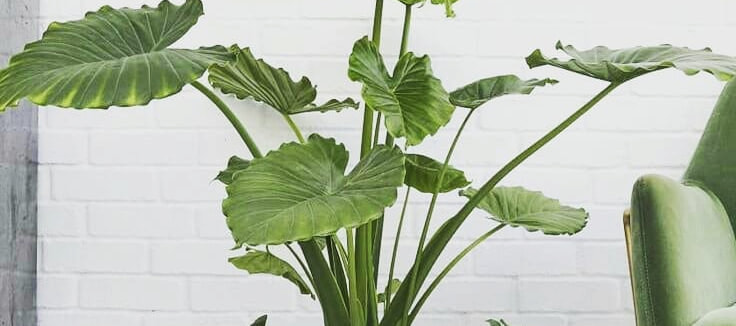 بابا آدم چه خواصی دارد