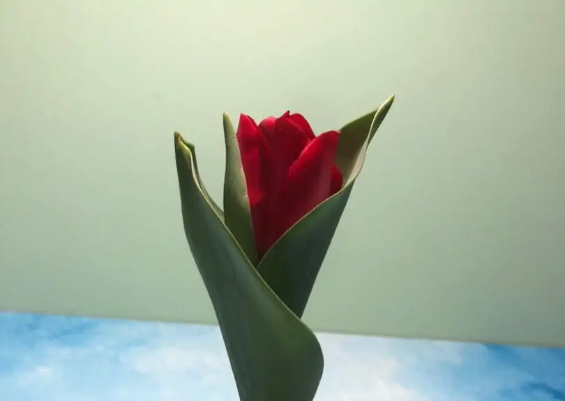 گل لاله قرمز