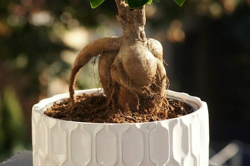 گیاه بونسای جنسینگ