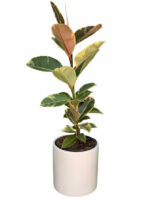 خرید گل فیکوس ابلق