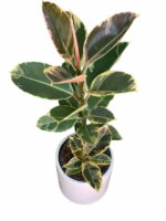 خرید فیکوس ابلق
