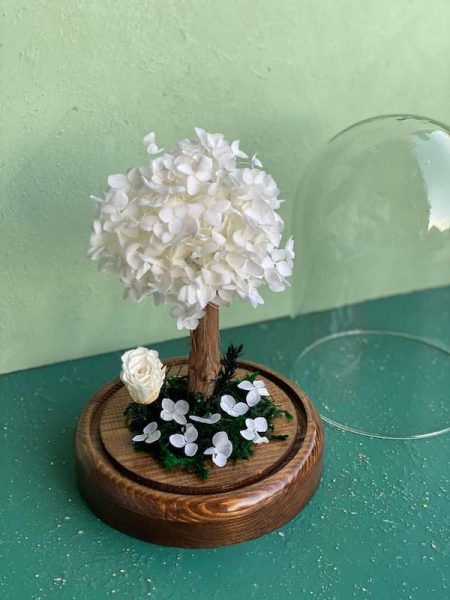 درختچه هورتانسیا جاودان