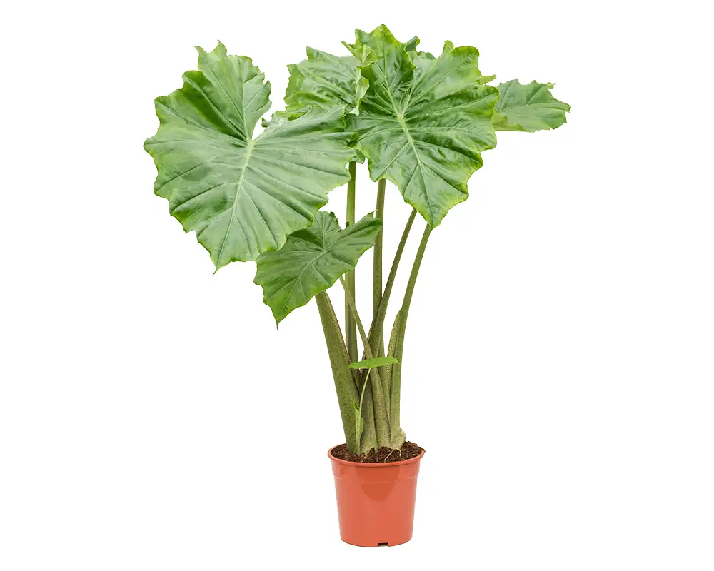 گیاه فیل گوش