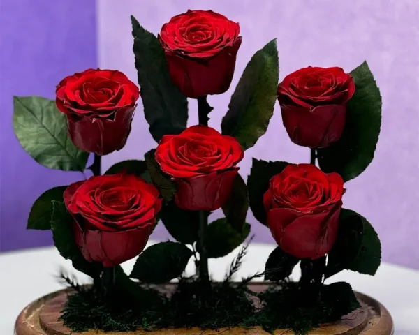 گل رز جاودان